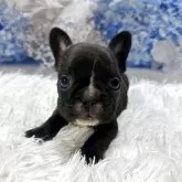 フレンチブルドッグ【鹿児島県・女の子・2025年4月30日・ブリンドルホワイト】の写真4