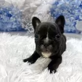 フレンチブルドッグ【鹿児島県・女の子・2025年4月30日・ブリンドルホワイト】の写真5