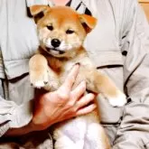 柴犬(標準サイズ)