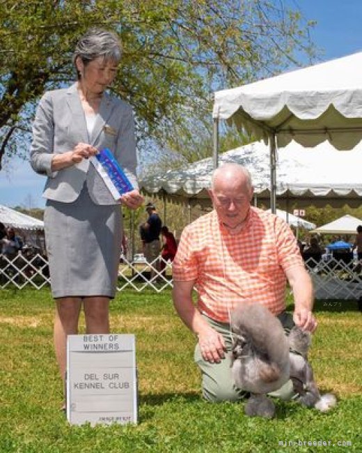 辻　明子(つじ　あきこ)ブリーダー(埼玉県・トイプードル・JKC登録)の紹介写真2