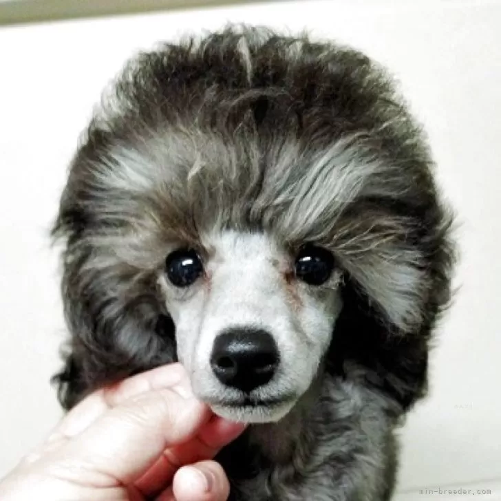 ID：2504-05071の子犬
