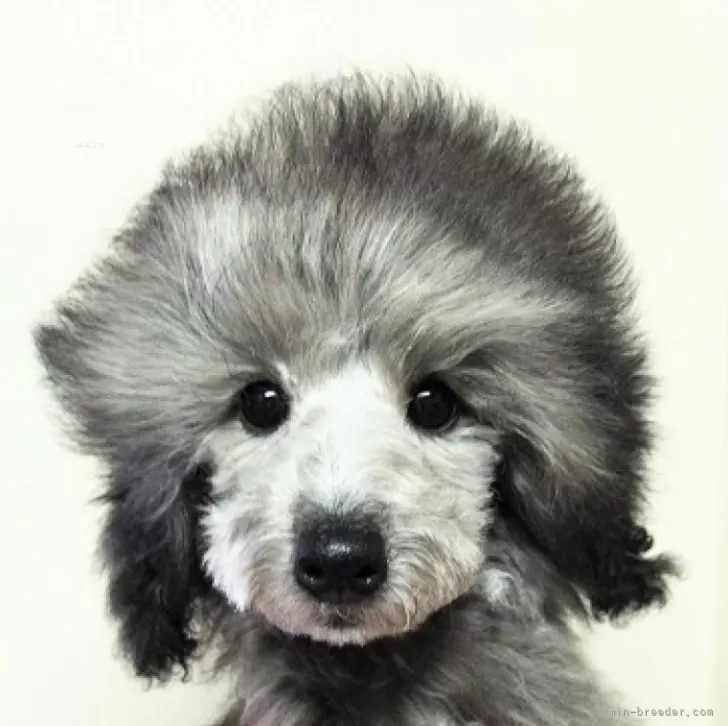 ID：2312-06617の子犬