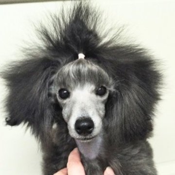 トイプードル(タイニー)【埼玉県・男の子・2023年9月5日・グレー(シルバー)】の写真「スタイル抜群な男の子です！」