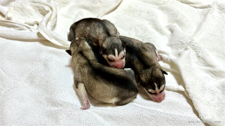 早川舞ブリーダーのブログ：子犬が産まれましたｰｰｰ！！！