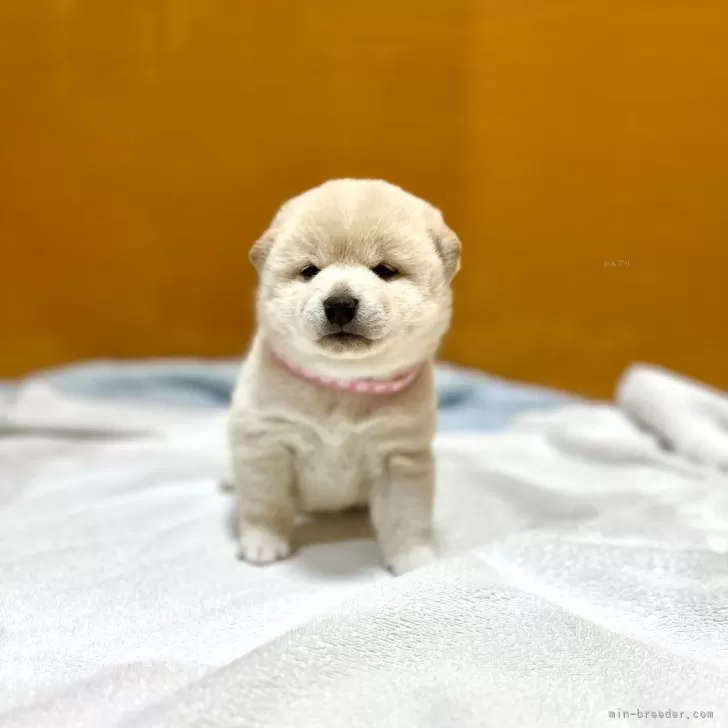 ID：2502-01867の子犬