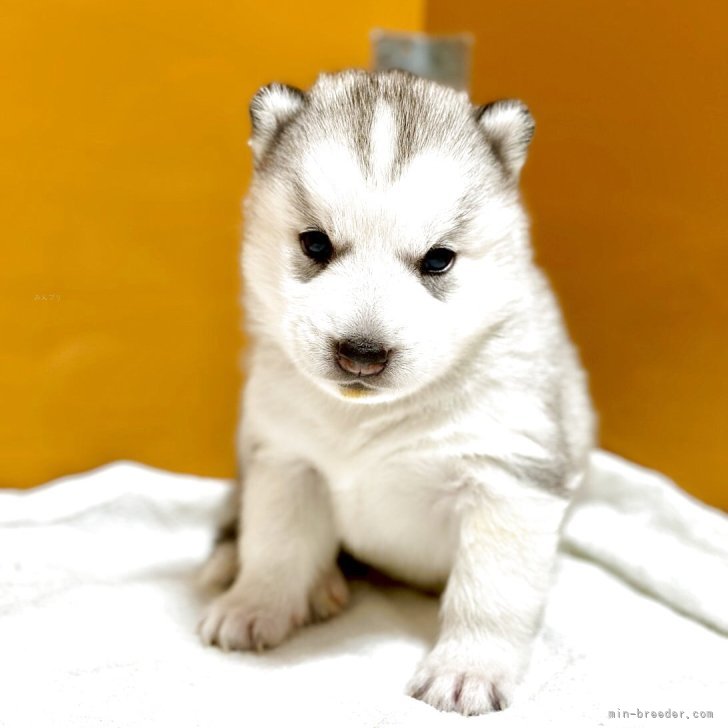 ブリーダー画像