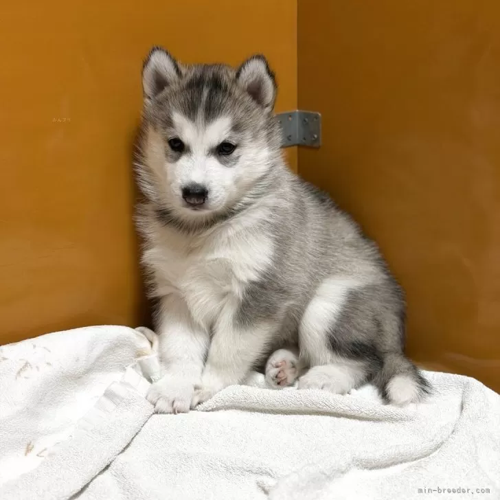 シベリアンハスキー【愛知県・女の子・2025年10月8日・ブラック&amp;ホワイト】の写真1