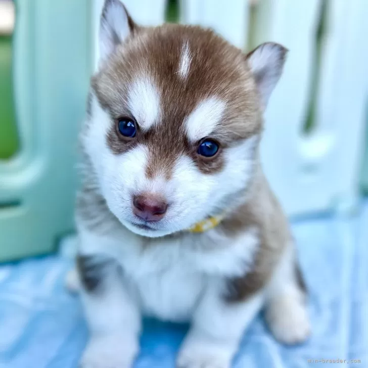 ID：2501-00956の子犬