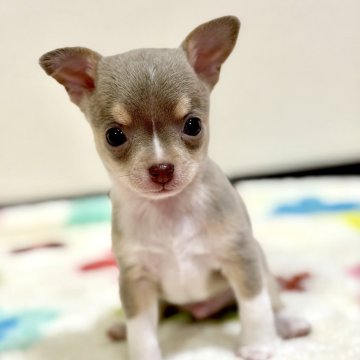 チワワ(スムース)【愛知県・男の子・2025年11月5日・イザベラ&ホワイト】の写真「ハンサムなレアカラー男の子」