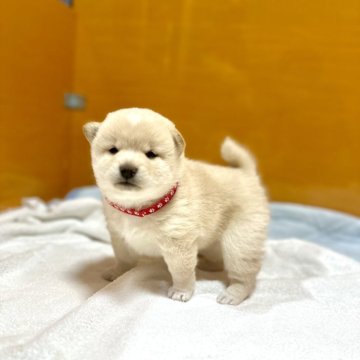 柴犬(標準サイズ)【愛知県・女の子・2025年1月8日・白】の写真「ホワイトデーに白柴♡」