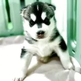 シベリアンハスキー