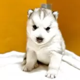 シベリアンハスキー