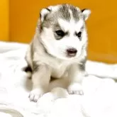 シベリアンハスキー