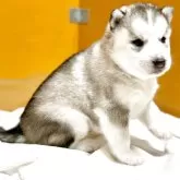 シベリアンハスキー