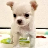 チワワ(スムース)【愛知県・女の子・2025年11月5日・クリーム】の写真1