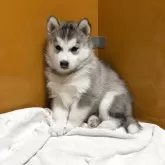 シベリアンハスキー