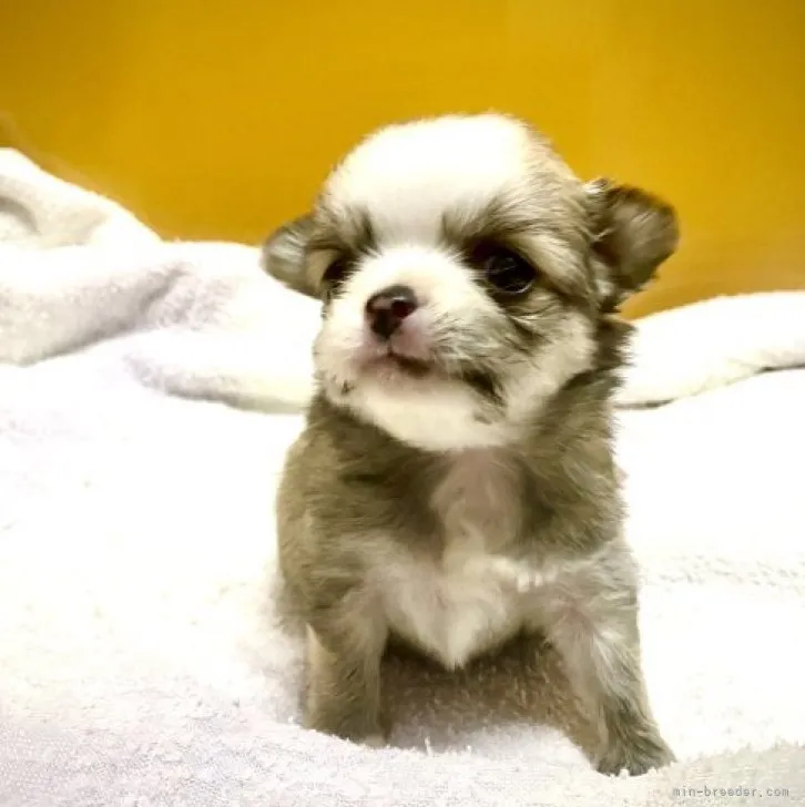 ID：2303-00434の子犬
