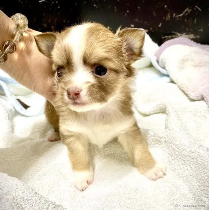 ID:2302-04123の子犬