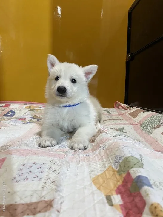 ID：2105-00394の子犬