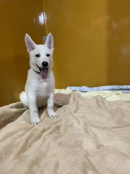 ID：2105-00399の子犬