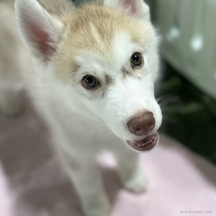 ID：2405-05770の子犬