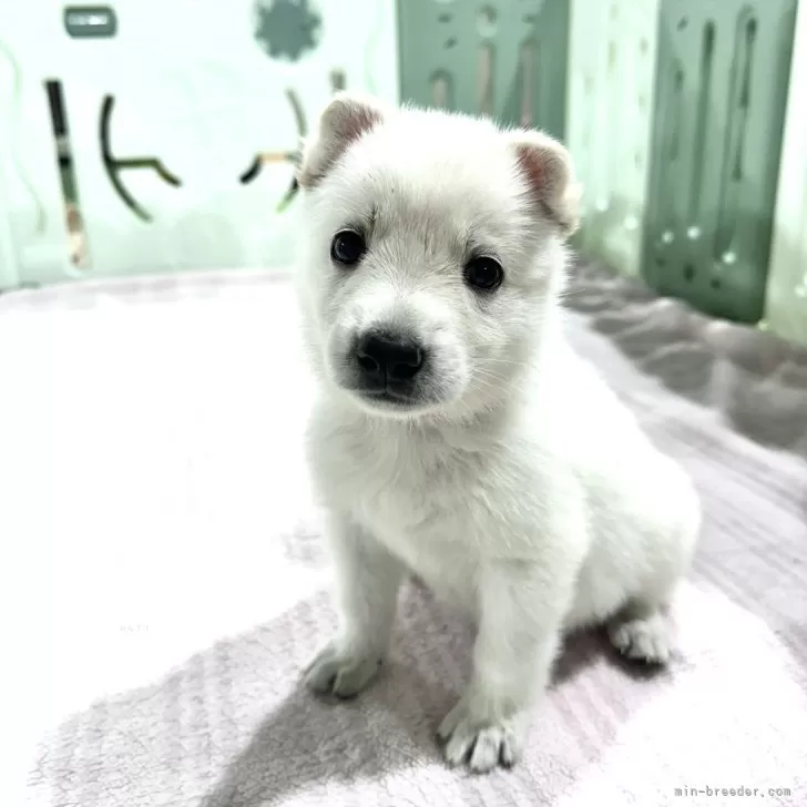 ID：2405-05156の子犬