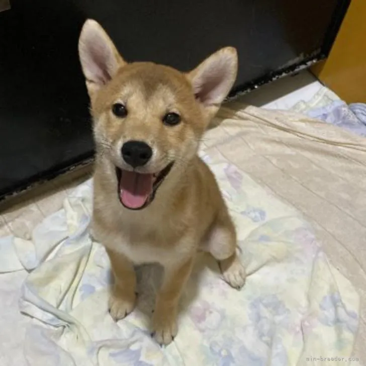 ID:2204-04115の子犬