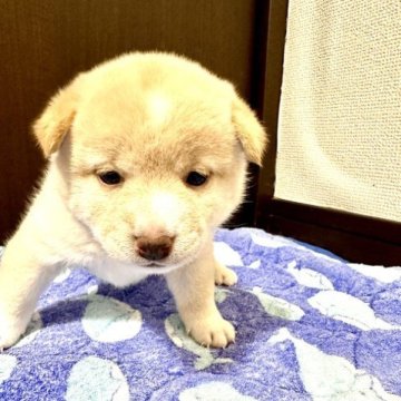 柴犬(標準サイズ)【愛知県・女の子・2023年11月5日・白】の写真「エンジョイ！柴犬ライフ！」