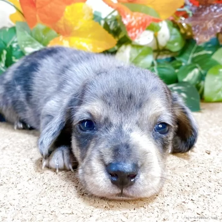 ミニチュアダックスフンド(スムース)【埼玉県・男の子・2025年9月3日・シルバーダップル】の写真1「670g」