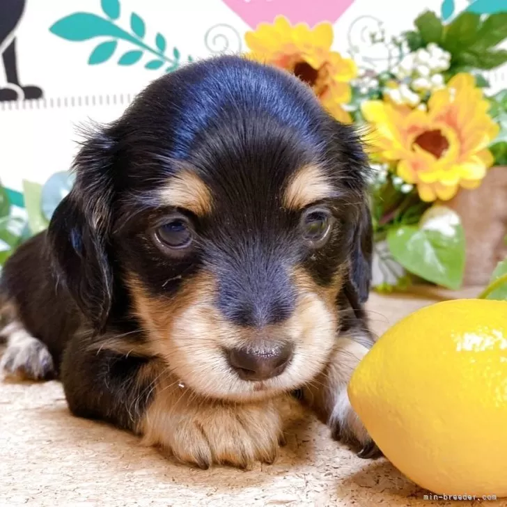 ID:2507-08786の子犬