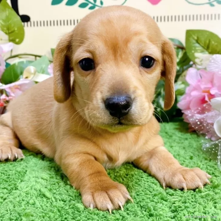 えなじーさん 様のお迎えした子犬
