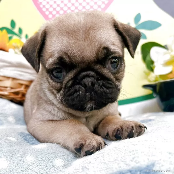 ID:2507-06097の子犬