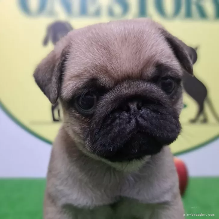 ID：2503-05040の子犬