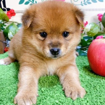 ポメ柴(ポメラニアン×柴犬)【埼玉県・女の子・2024年12月18日・赤】の写真「４頭兄妹です！」