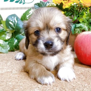 ミックス(ペキニーズ×ダックスフンド)【埼玉県・女の子・2025年6月7日・フォーンホワイト】の写真「5頭兄弟です！！」