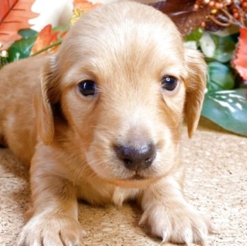 ミニチュアダックスフンド(ロング)【埼玉県・男の子・2025年9月6日・ゴールド】の写真「スクスク成長中です！」