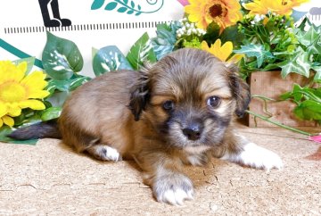 ミックス(ペキニーズ×ダックスフンド)【埼玉県・女の子・2025年6月7日・フォーンホワイト】の写真「5頭兄弟です！！」