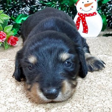 ミニチュアダックスフンド(ロング)【埼玉県・女の子・2025年11月2日・ブラックタン】の写真「5頭兄弟です！！」