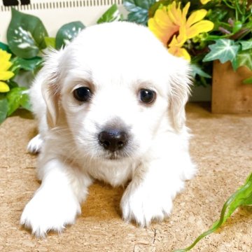 ミックス(ペキニーズ×ダックスフンド)【埼玉県・男の子・2025年6月7日・クリーム】の写真「5頭兄弟です！！」