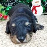 ミニチュアダックスフンド(ロング)【埼玉県・女の子・2025年11月2日・ブラックタン】の写真1「660g」