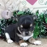 チワワ(スムース)