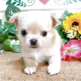 チワワ(ロング)