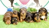 ミニチュアダックスフンド(ロング)【埼玉県・男の子・2025年4月11日・チョコレートタン】の写真6