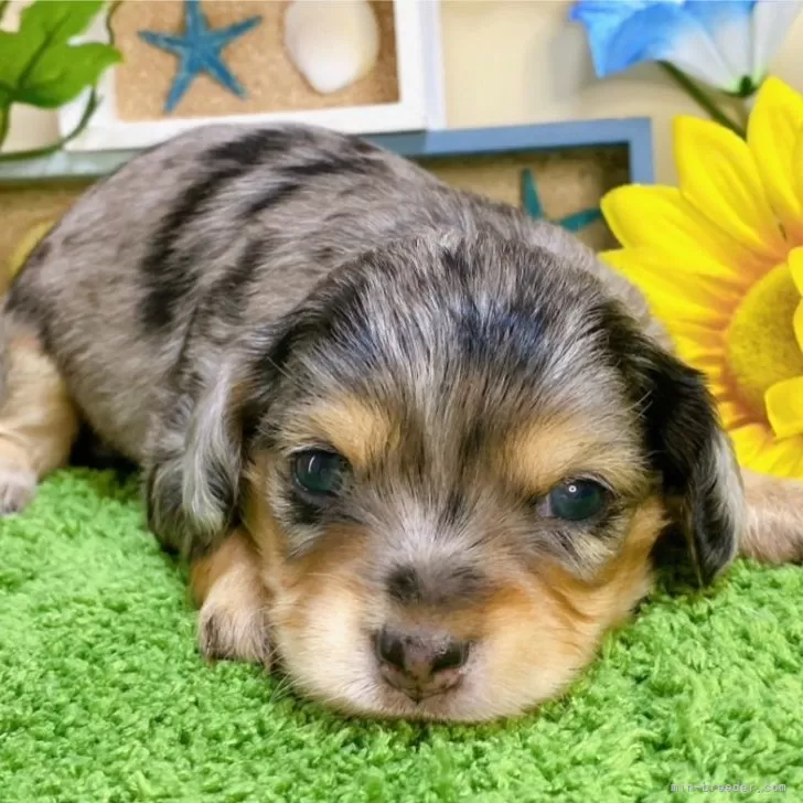 ID:2407-06626の子犬