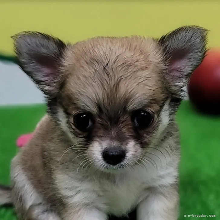 ID:2307-05416の子犬