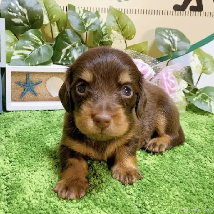 ID：2308-01064の子犬