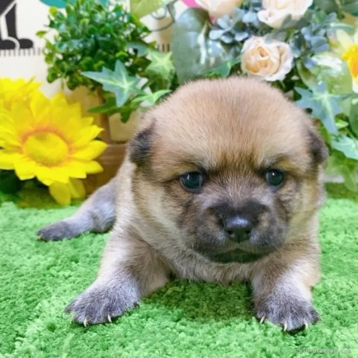 ID:2308-03998の子犬