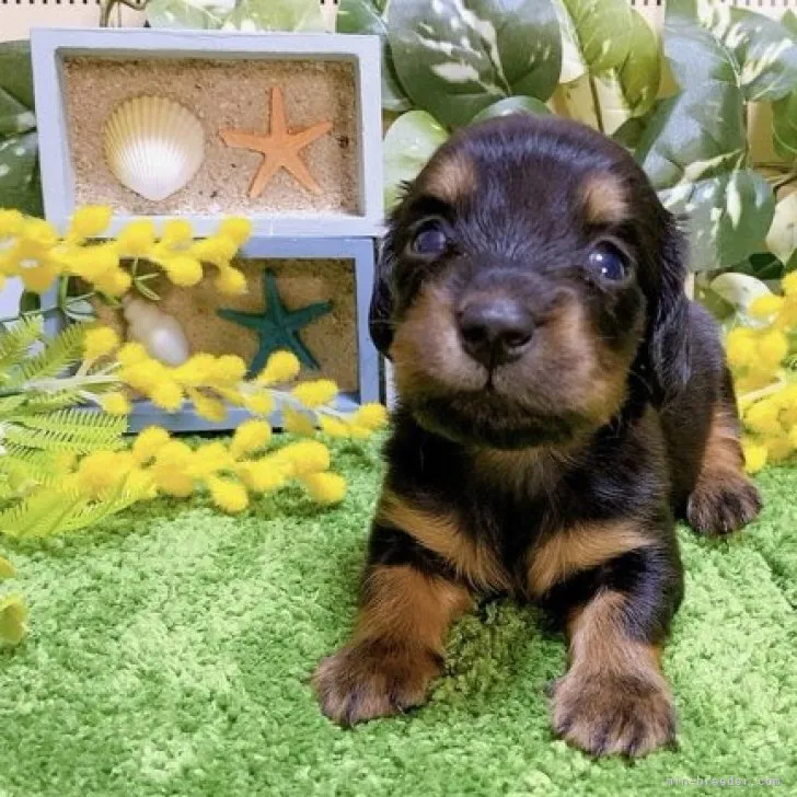 ID:2308-01067の子犬