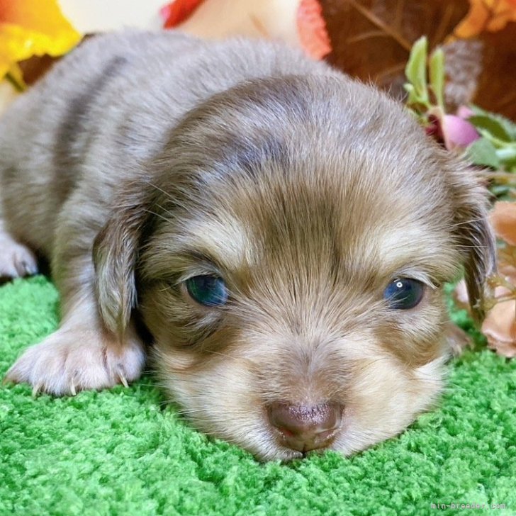 dog_img_1_ab2511f1c773.jpg