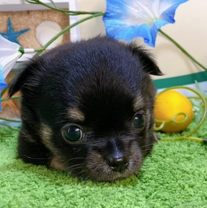 ID:2407-06634の子犬